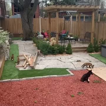 001 - Baby Foxes Are Being Spotted All Across Toronto & The Pics Are Adorable