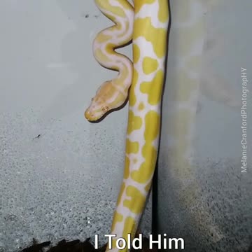 Silly Danger Noodle Thinks the Floor is Lava