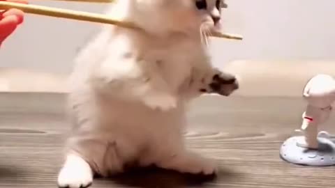 Various actions of cute cats