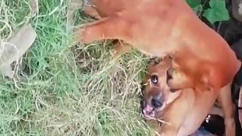 Dog fight, funny dog fighting, Aggressive Dog