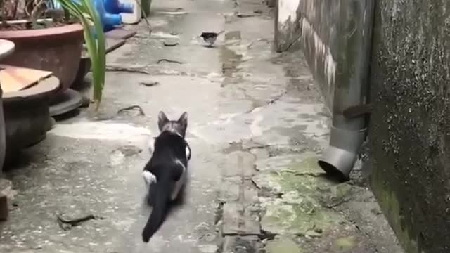 the cat is trying to catch the animal