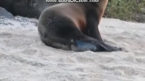 Sea Lion giving birth on the shore