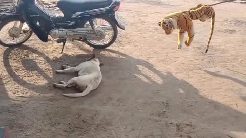 Wow Nice Prank!!! Fake Tiger Prank