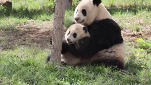 Pandas' daily playing