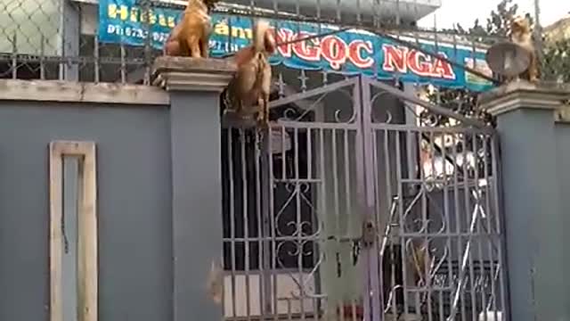 Dog Climbing a Gate