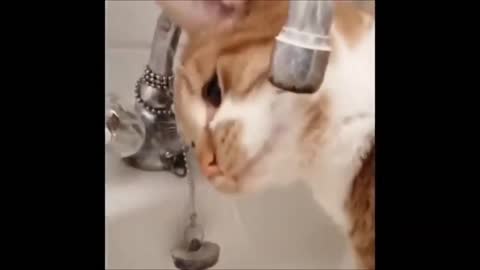 Hilarious Cat videos