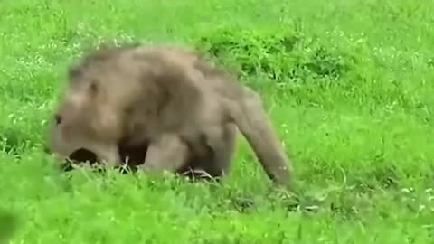 Wild Animals Attack in African Forest