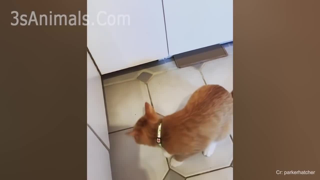 Hilarious Cat Fails 😻 Funny Cats Life 😁 Don't Try To Hold Back Laughter