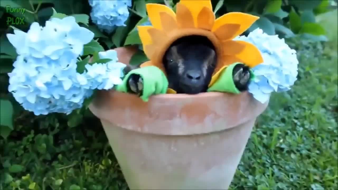 Most Funny and Cute Baby Goat