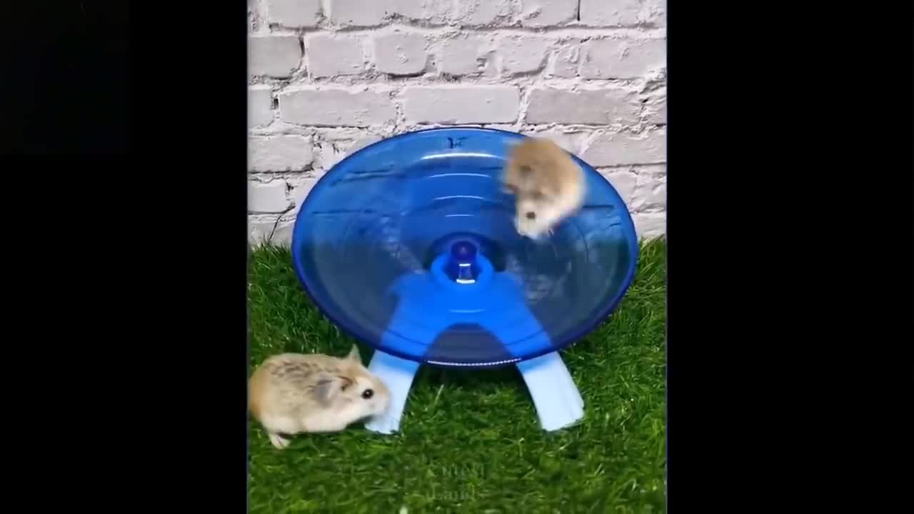 ADORABLE FUNNY HOME PETS