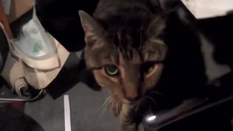 Here's what a 23 year old cat sounds like...