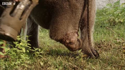 Three-Legged Elephant Bathes with Human Friend | BBC Earth