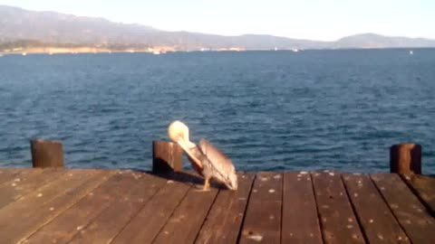 PELICAN Bird Got an Itch!