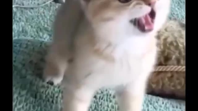 Funniest Cats 😹 - Don't try to hold back Laughter 😂 Part 10