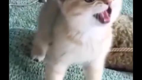 Funniest Cats 😹 - Don't try to hold back Laughter 😂 Part 10