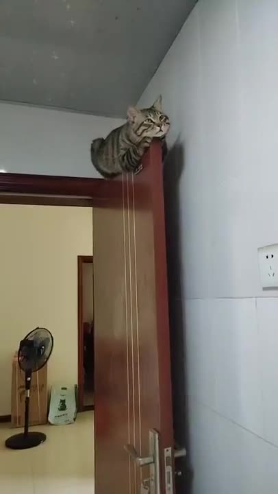 The most beautiful cute cats videos