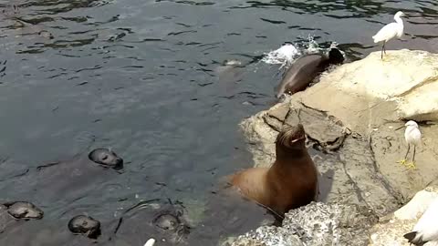 Sea Lions Playing