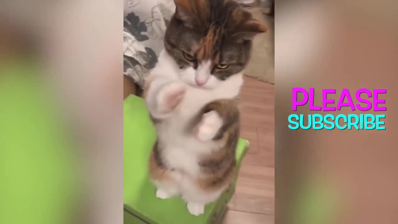 OMG! Ghost Cat 😻 Funny And Cute Cats Compilation - Animals lover Video