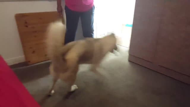 Husky refuses to take shower