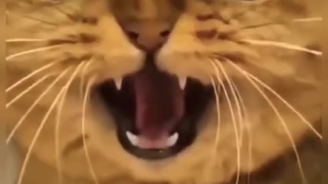 Cat video