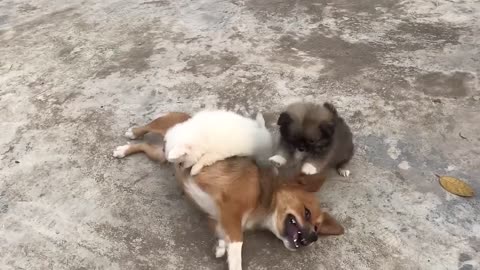 Cute Puppy - Funny and Cute Dog Videos