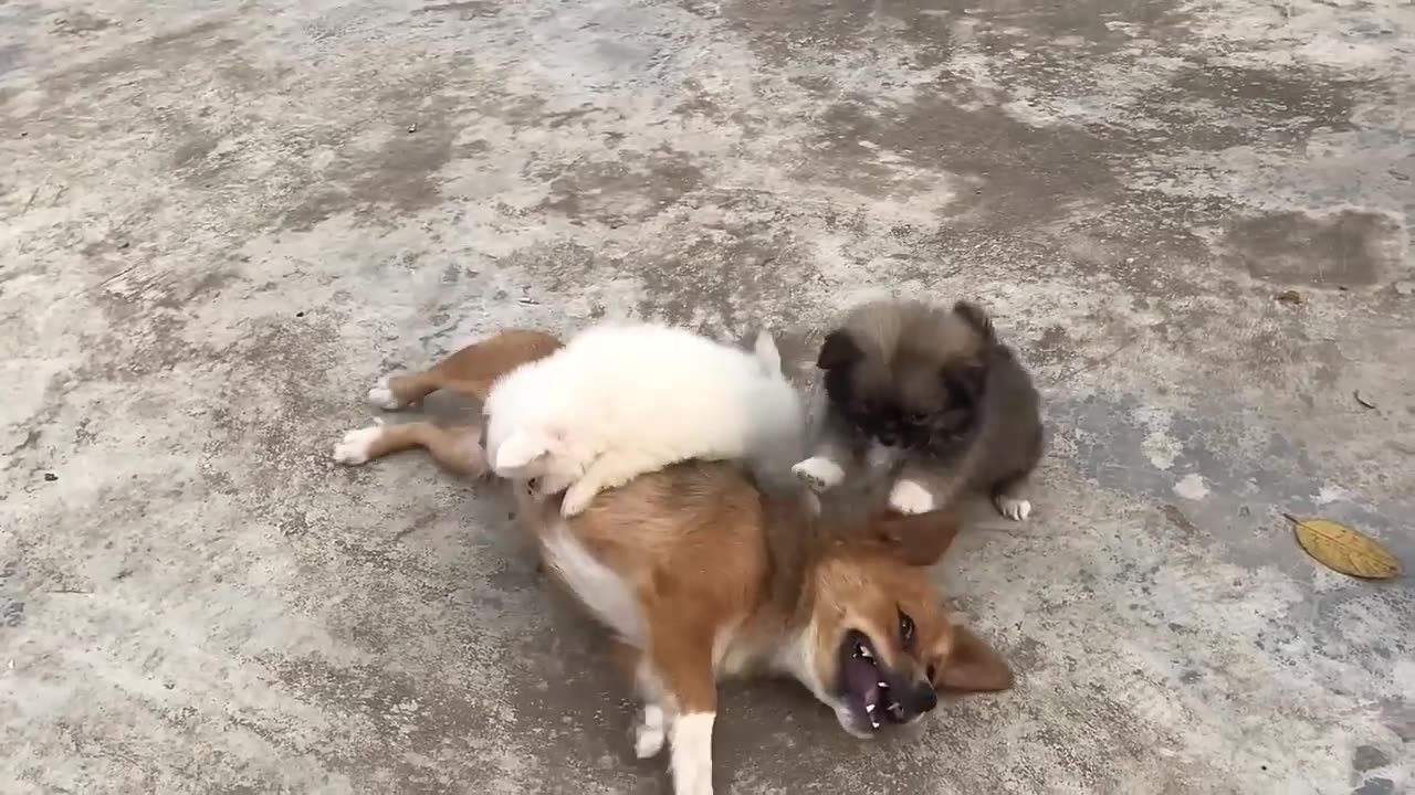 Cute Puppy - Funny and Cute Dog Videos