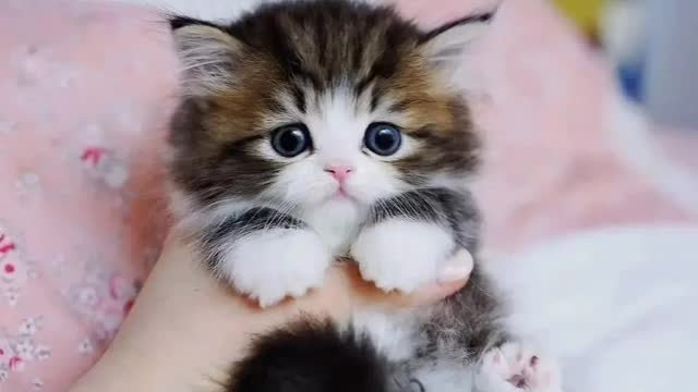 Beautiful cat with salt