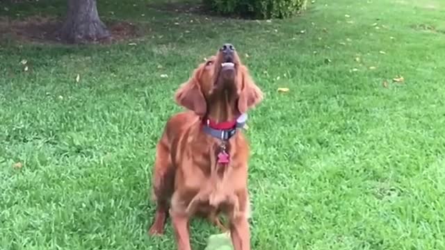 Brown dog catching tennis ball in slomo