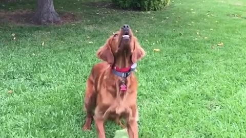 Brown dog catching tennis ball in slomo