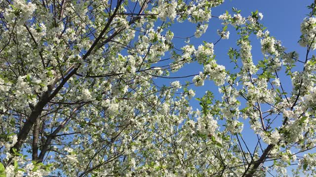 Beautiful cherry blossom