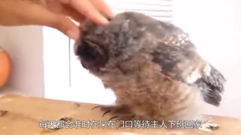 owl