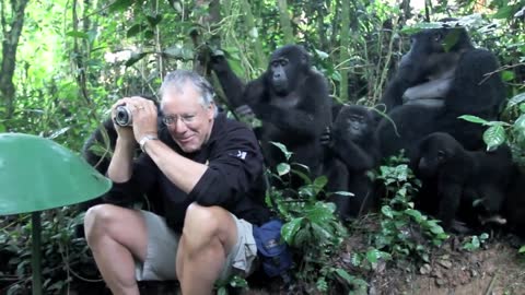 Touched by a Wild Mountain Gorilla