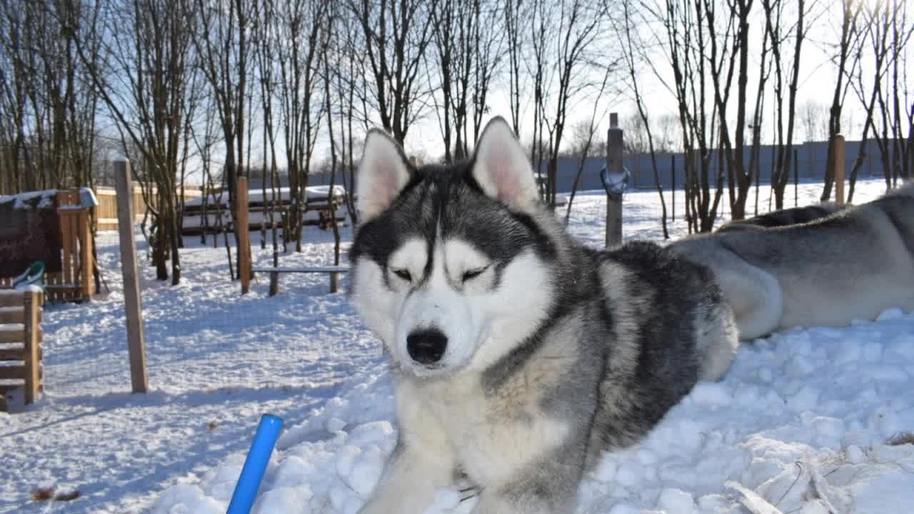 Husky funny photo compilation Feb 2018