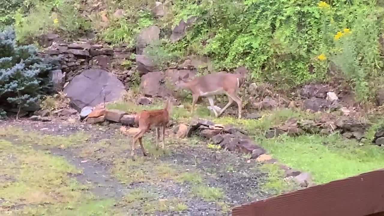 🦌 deer 🦌 fawn 🦌 NW NC Suzie says high from The Treehouse 🌳 Appalachia