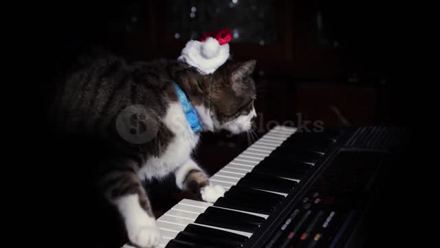 cat try to play piano