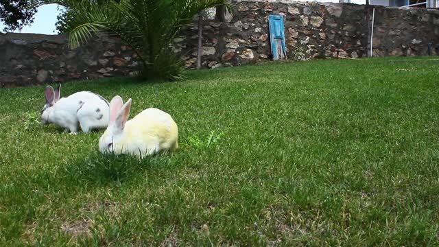 A pair of rabbits eating short grass 2021