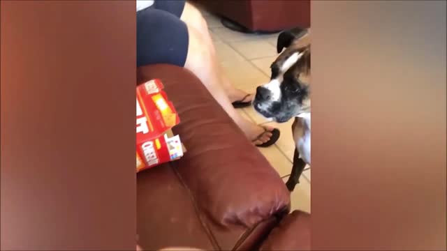 Cute dog Attacks a Box