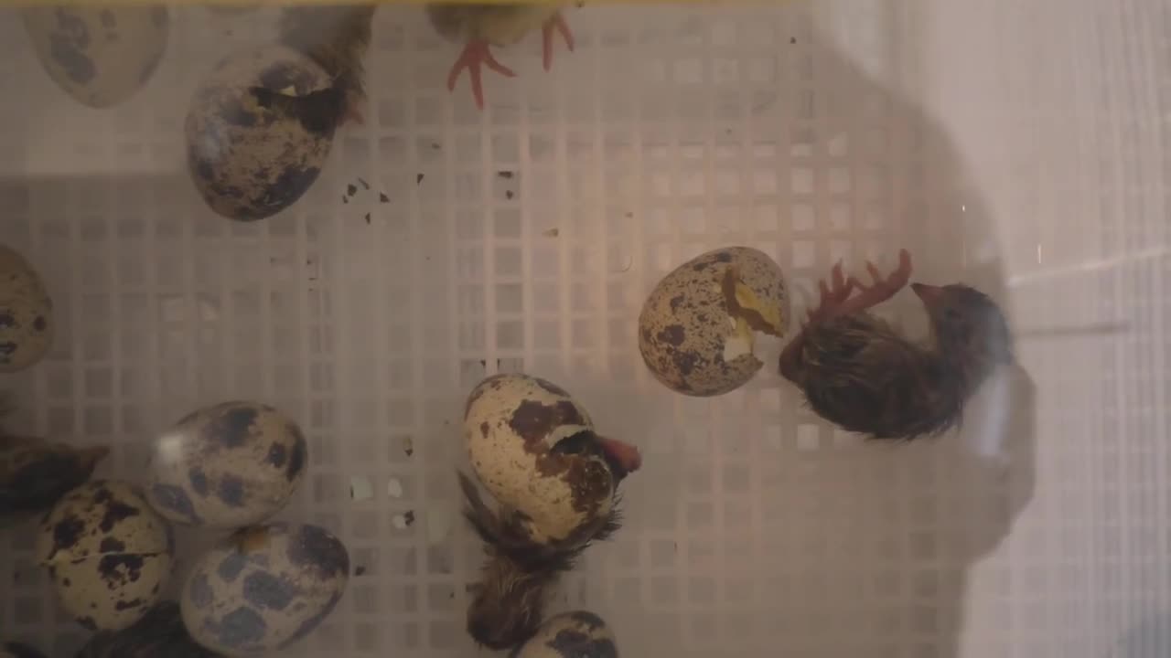 Quail Hatching