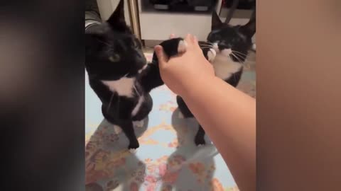 FUNNIEST CATS VIDEOS😹😹😹