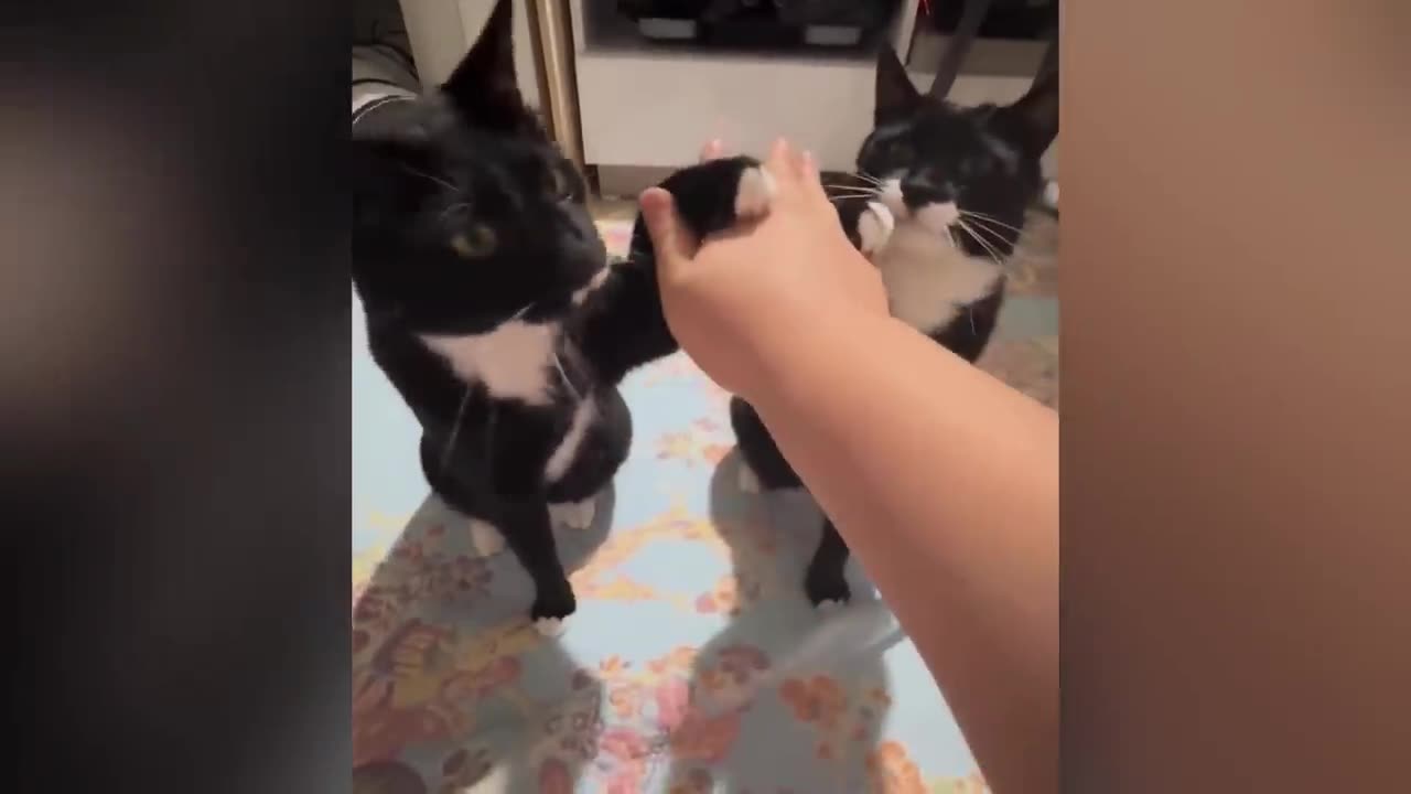 FUNNIEST CATS VIDEOS😹😹😹