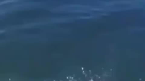 #viral #funny #memes #animal