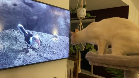 Curious Cat Reacts The Lion King Movie