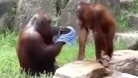 Funny animals acting as humans