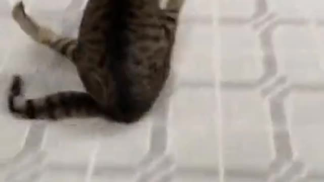 Cat sliding