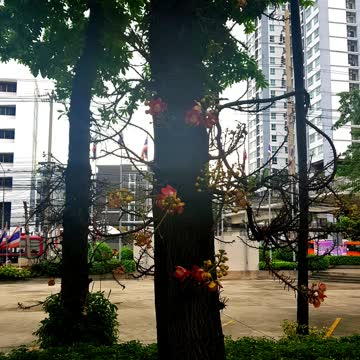 Weird Trees with big fruits and flowers too