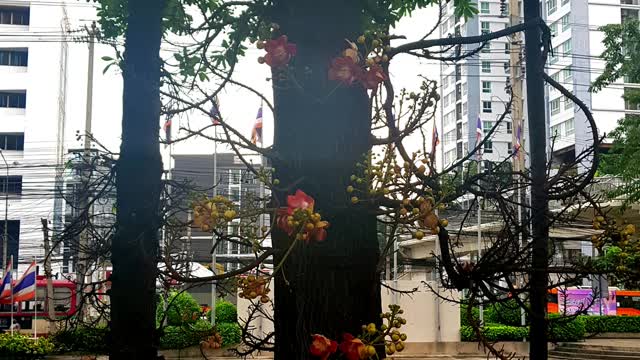 Weird Trees with big fruits and flowers too