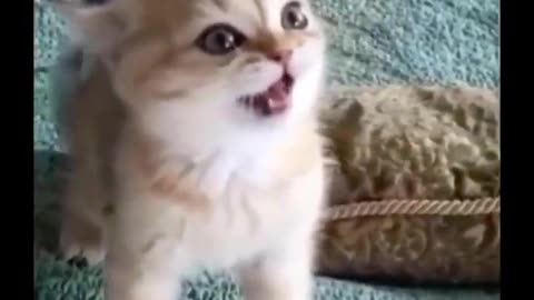 Funny and cute cats