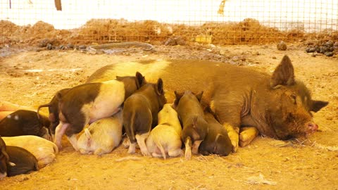 Black color female pig feeding piglets while sleeping