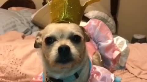 Dog wearing crown on its head