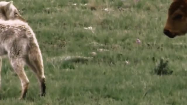 A newborn calf is not afraid of wolves
